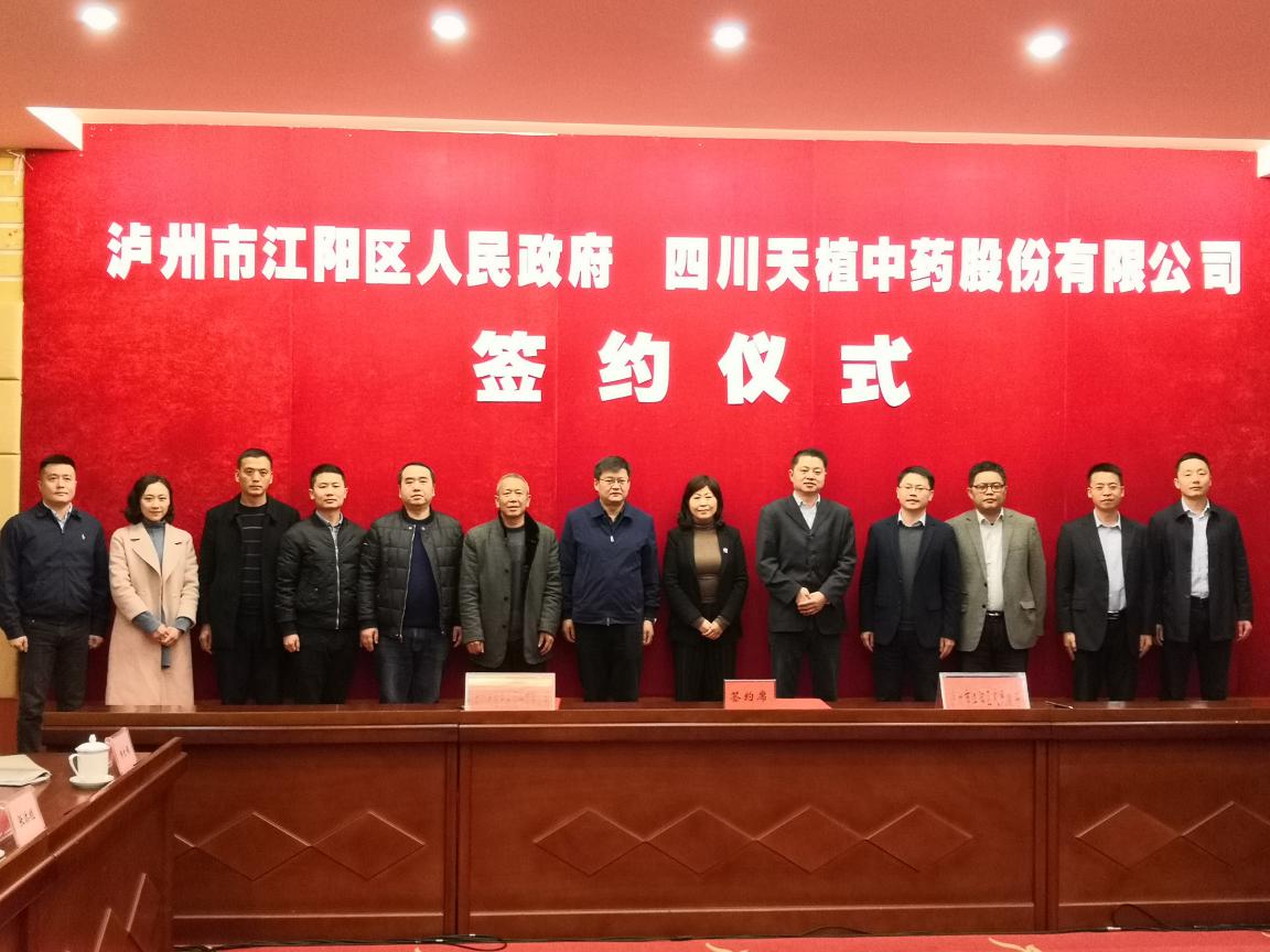 江阳区政府与天植中药举行合作签约仪式