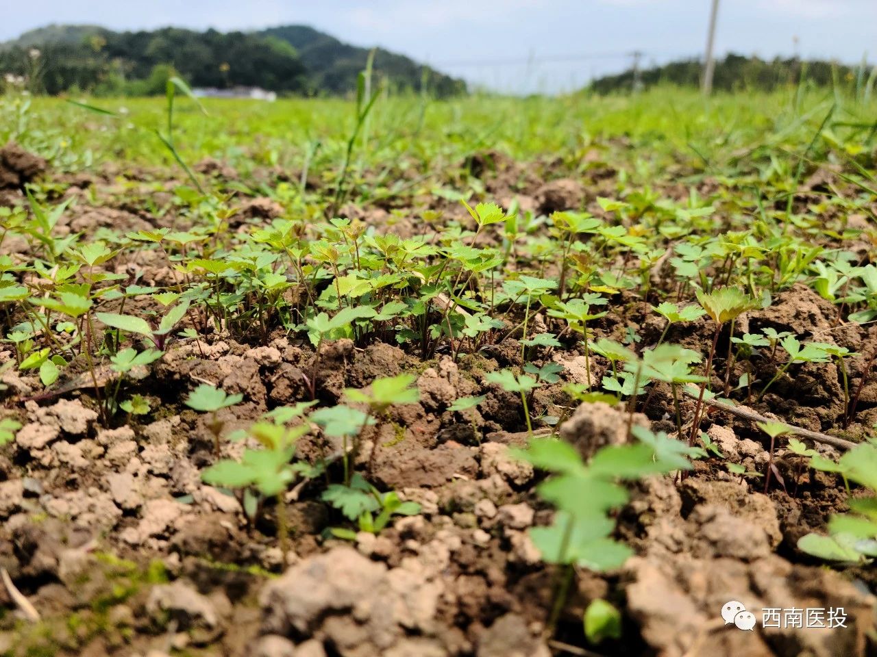 战“疫”不误农时，春来药材种植忙—西南医投产业扶贫闯出新路子