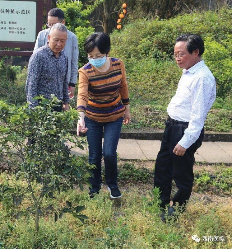 黄露董事长视察天植中药枳壳（枳实）基地
